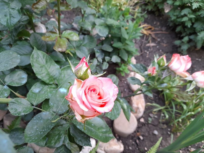  - Trandafiri 2020-2021-2022-2023