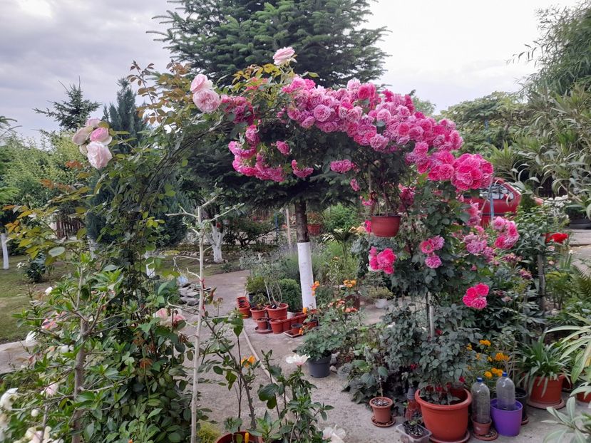  - Trandafiri 2020-2021-2022-2023