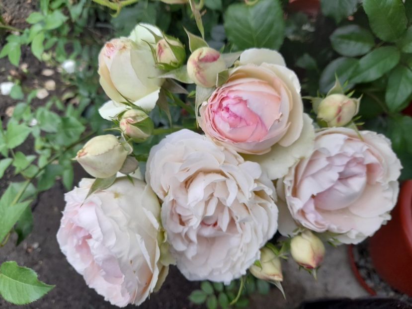  - Trandafiri 2020-2021-2022-2023