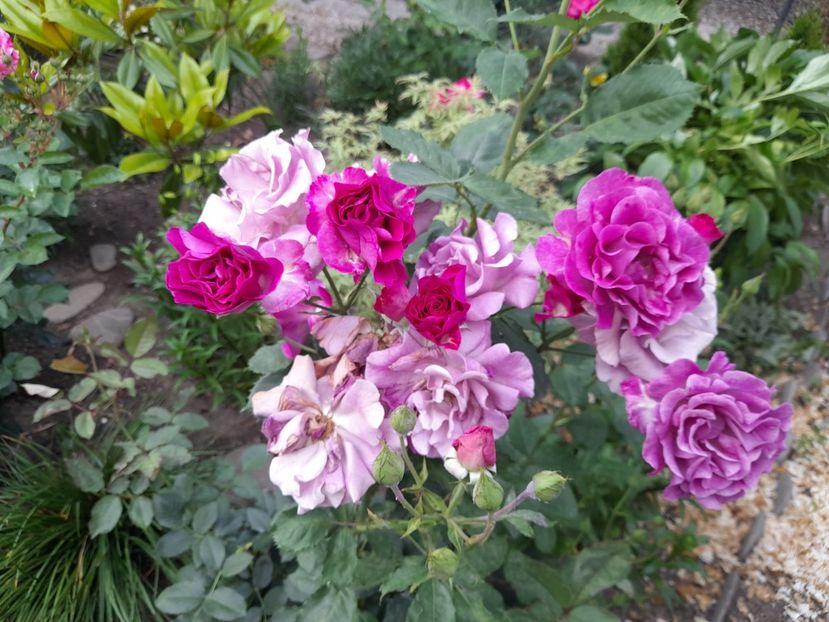  - Trandafiri 2020-2021-2022-2023