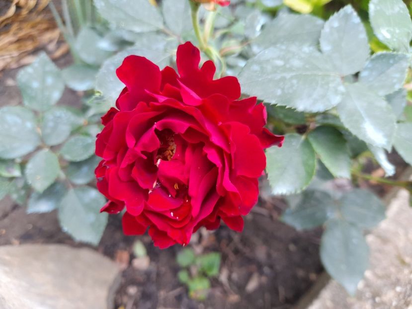  - Trandafiri 2020-2021-2022-2023