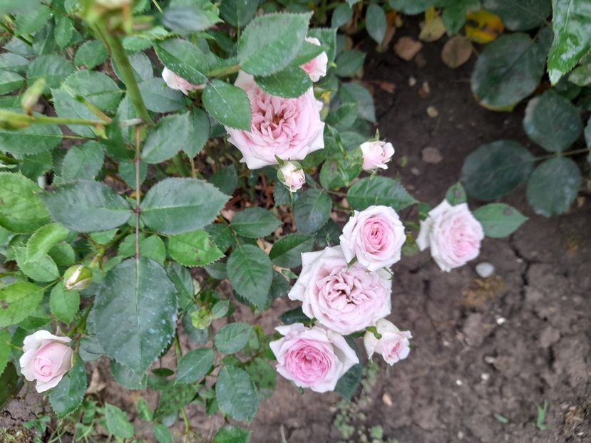  - Trandafiri 2020-2021-2022-2023