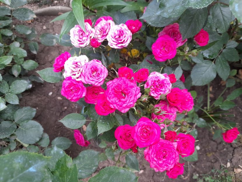  - Trandafiri 2020-2021-2022-2023