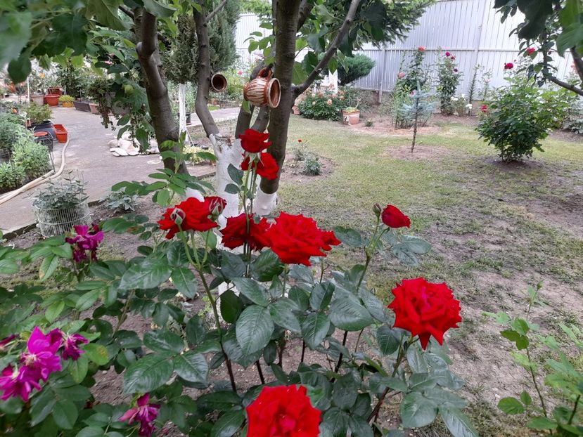  - Trandafiri 2020-2021-2022-2023