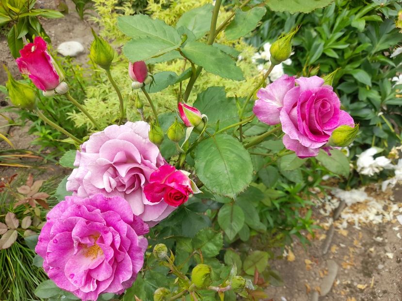  - Trandafiri 2020-2021-2022-2023