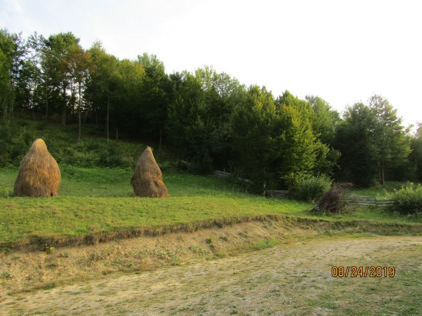 - Floarea Maramuresului