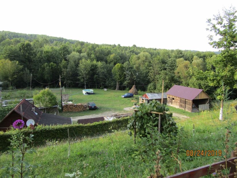  - Floarea Maramuresului