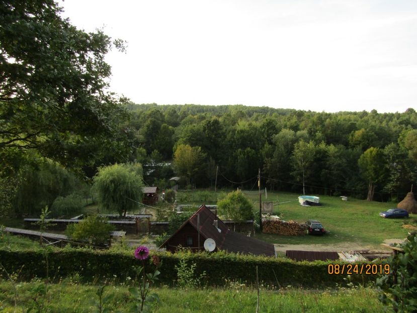  - Floarea Maramuresului