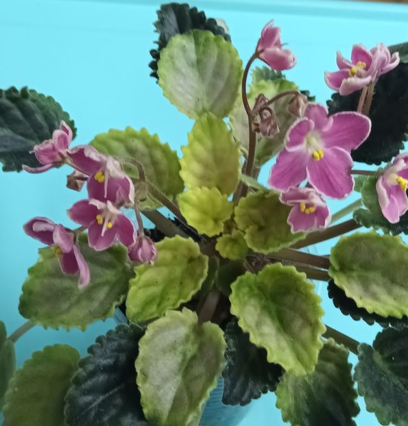  - Mac s Scorching Sun