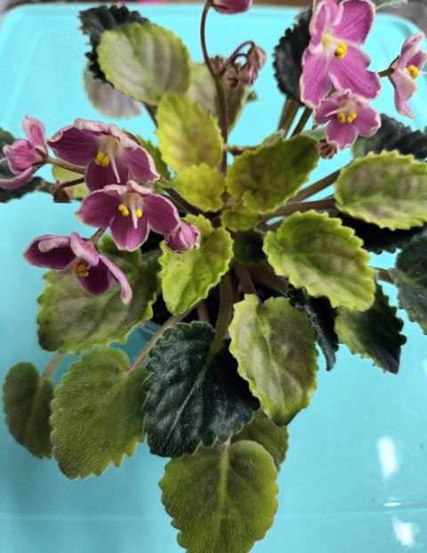  - Mac s Scorching Sun