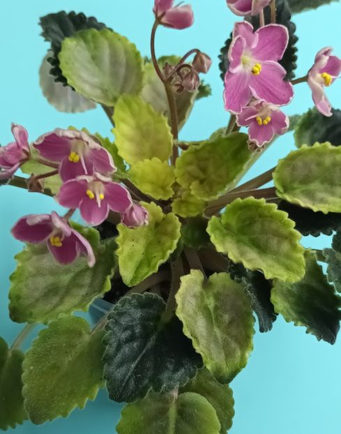  - Mac s Scorching Sun