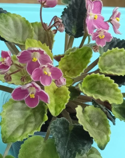  - Mac s Scorching Sun