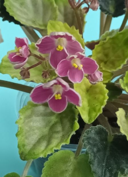  - Mac s Scorching Sun