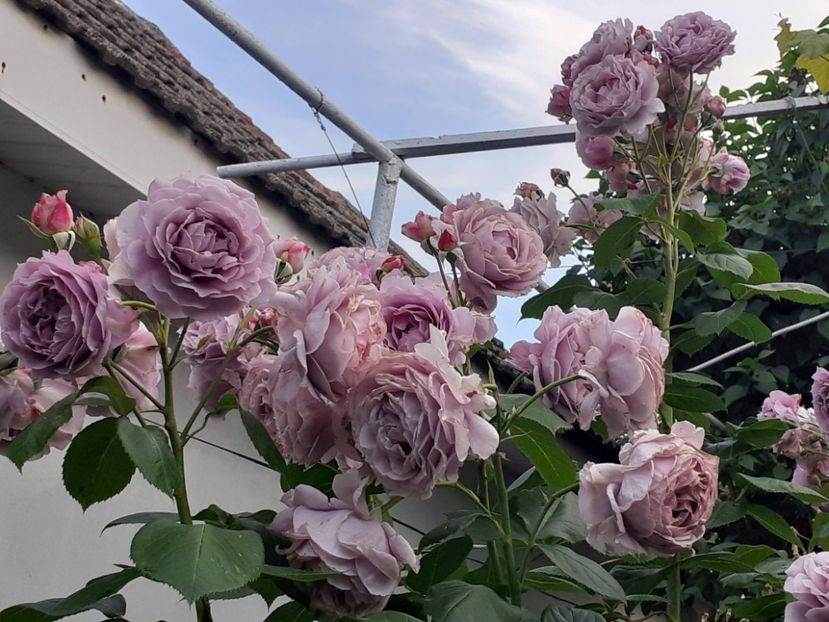  - Novalis 2022- 2023-2024