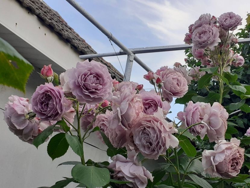  - Novalis 2022- 2023-2024