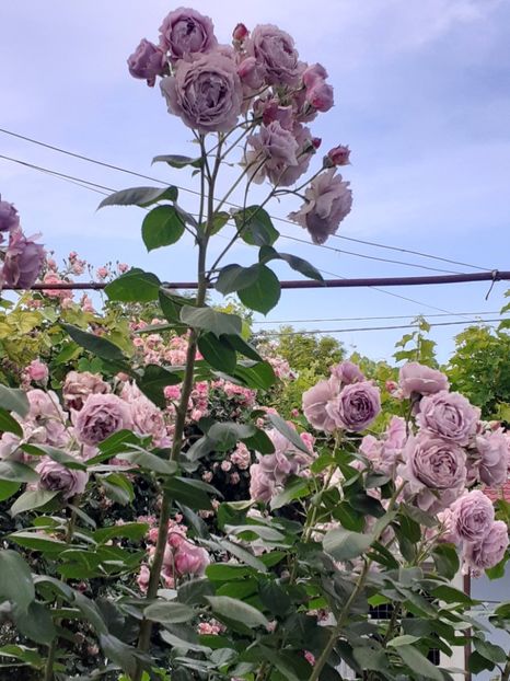  - Novalis 2022- 2023-2024