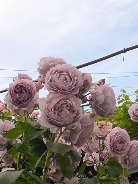  - Novalis 2022- 2023-2024