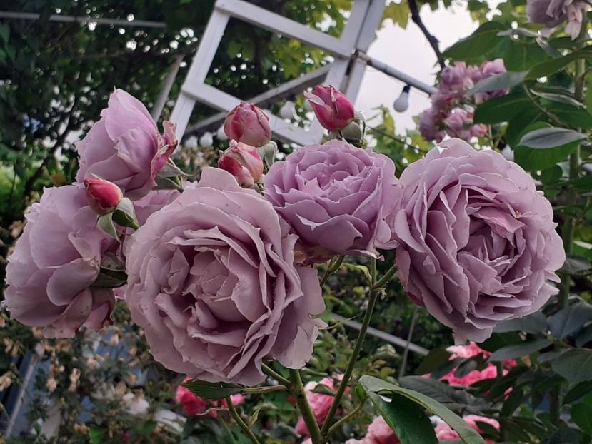  - Novalis 2022- 2023-2024