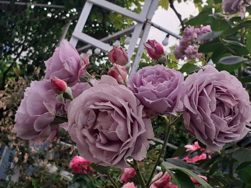  - Novalis 2022- 2023-2024