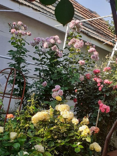  - Novalis 2022- 2023-2024