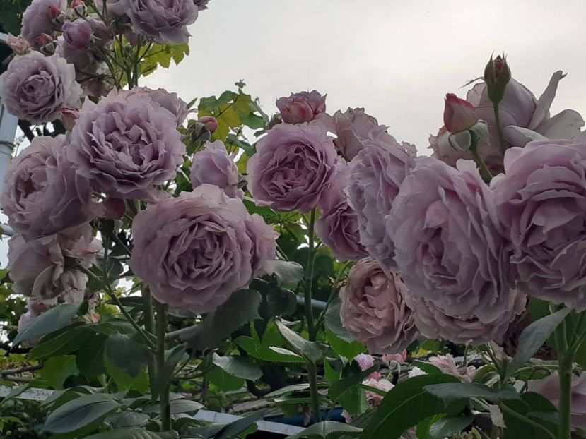  - Novalis 2022- 2023-2024