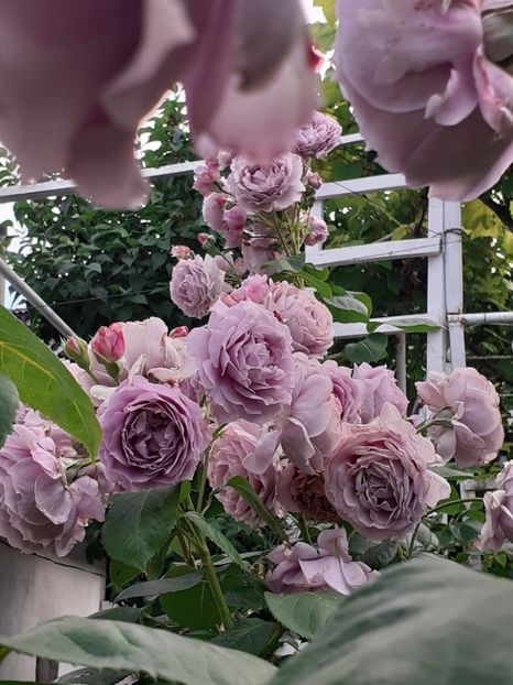  - Novalis 2022- 2023-2024