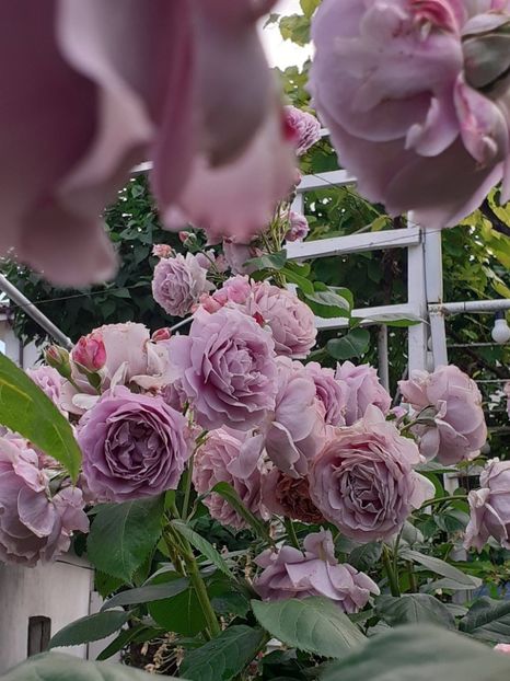  - Novalis 2022- 2023-2024