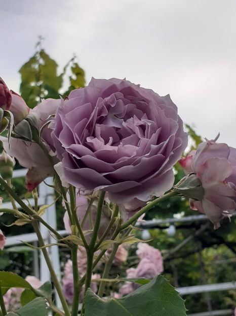  - Novalis 2022- 2023-2024