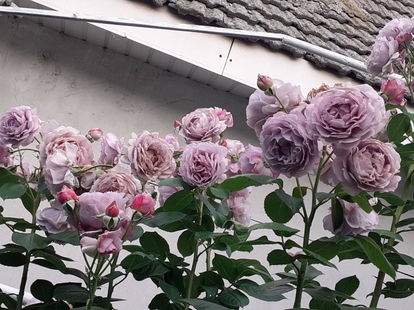  - Novalis 2022- 2023-2024