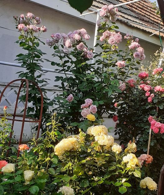  - Novalis 2022- 2023-2024