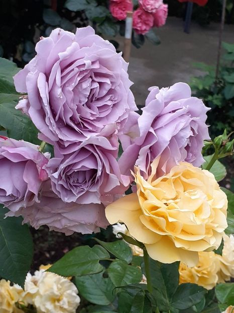  - Novalis 2022- 2023-2024