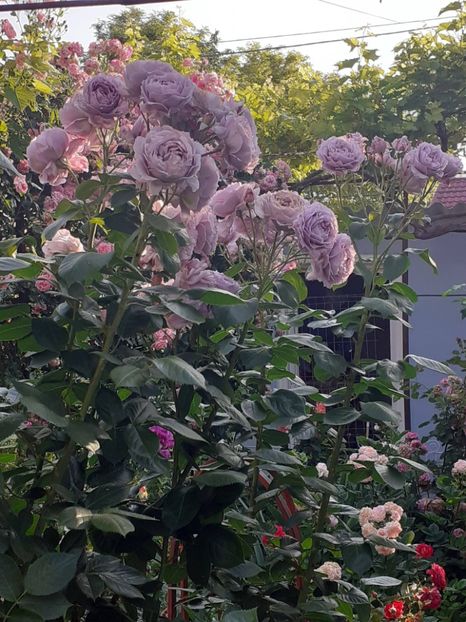  - Novalis 2022- 2023-2024