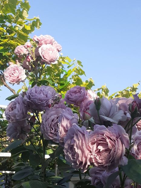  - Novalis 2022- 2023-2024