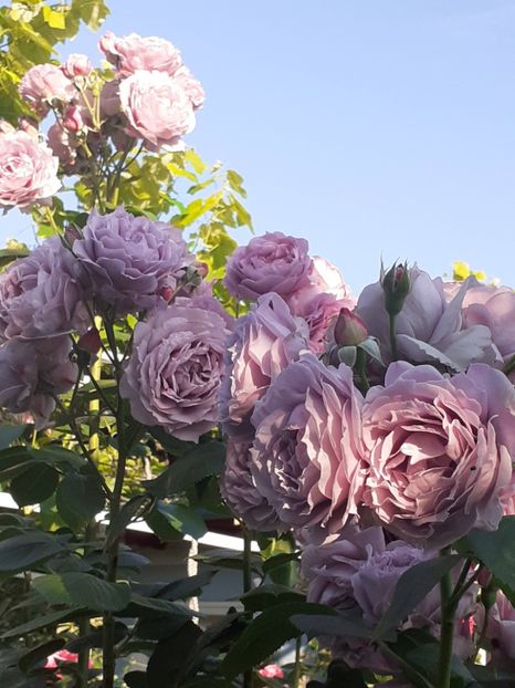  - Novalis 2022- 2023-2024