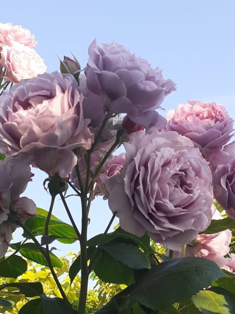  - Novalis 2022- 2023-2024