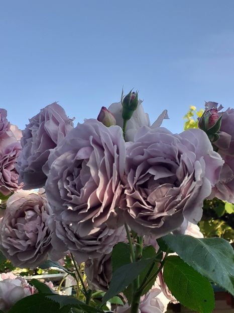  - Novalis 2022- 2023-2024