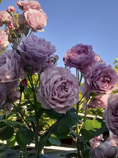  - Novalis 2022- 2023-2024