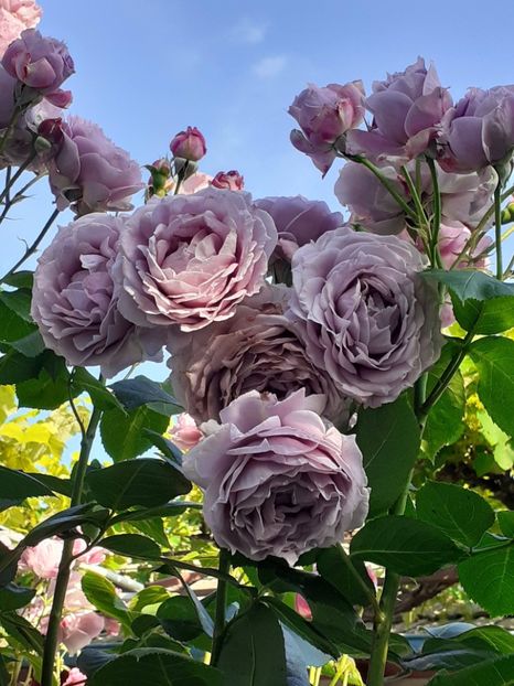  - Novalis 2022- 2023-2024