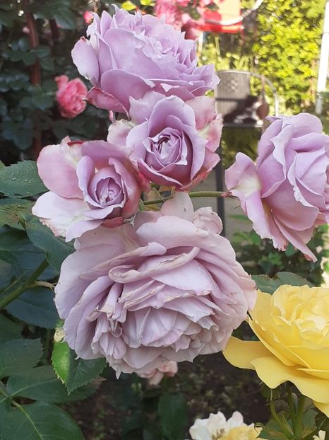  - Novalis 2022- 2023-2024