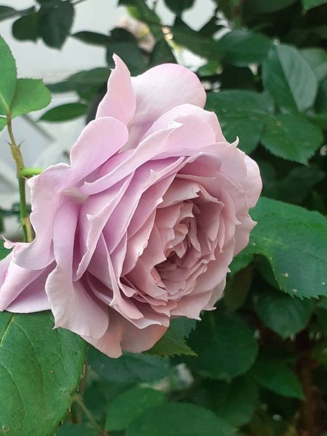  - Novalis 2022- 2023-2024