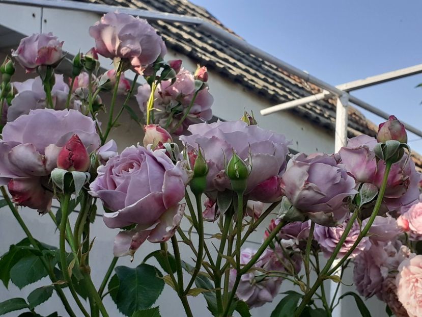  - Novalis 2022- 2023-2024