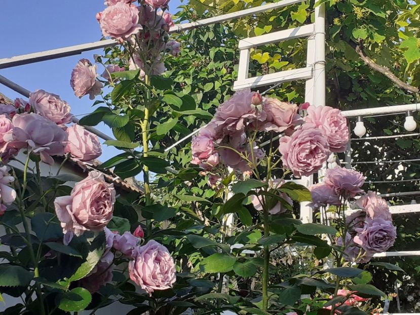  - Novalis 2022- 2023-2024