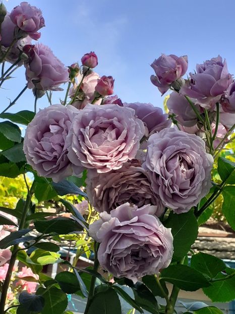  - Novalis 2022- 2023-2024