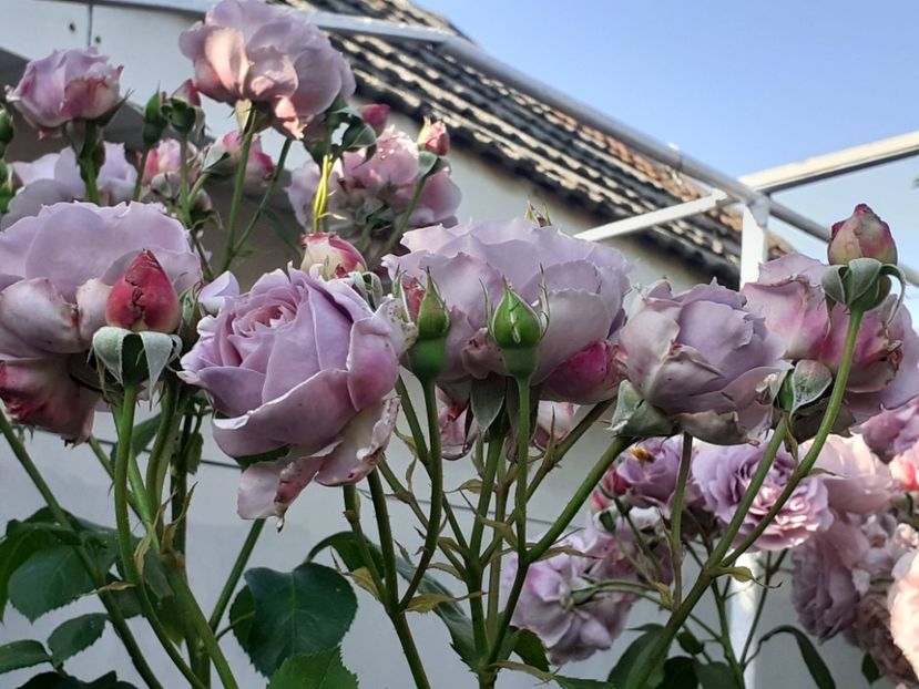  - Novalis 2022- 2023-2024