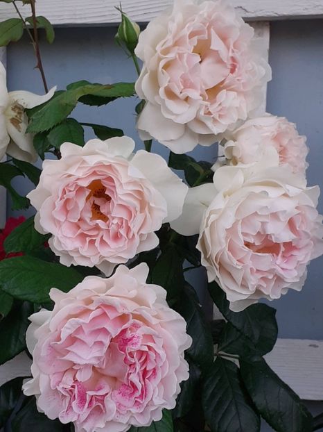 20230609_194331(0) - Guersney 2021- 2022-2023