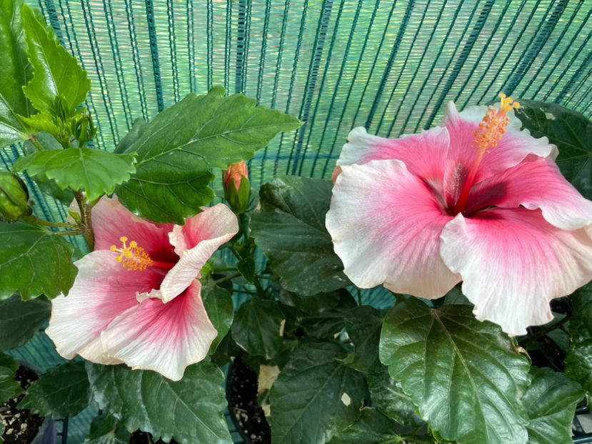 9218B7DC-E19D-41F5-83A1-54D74783C100 - 001 - Hibiscusi