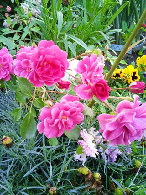 Perla Transilvaniei - Gradina 2023