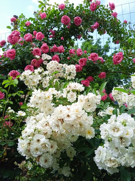Guirland d'amour - Gradina 2023
