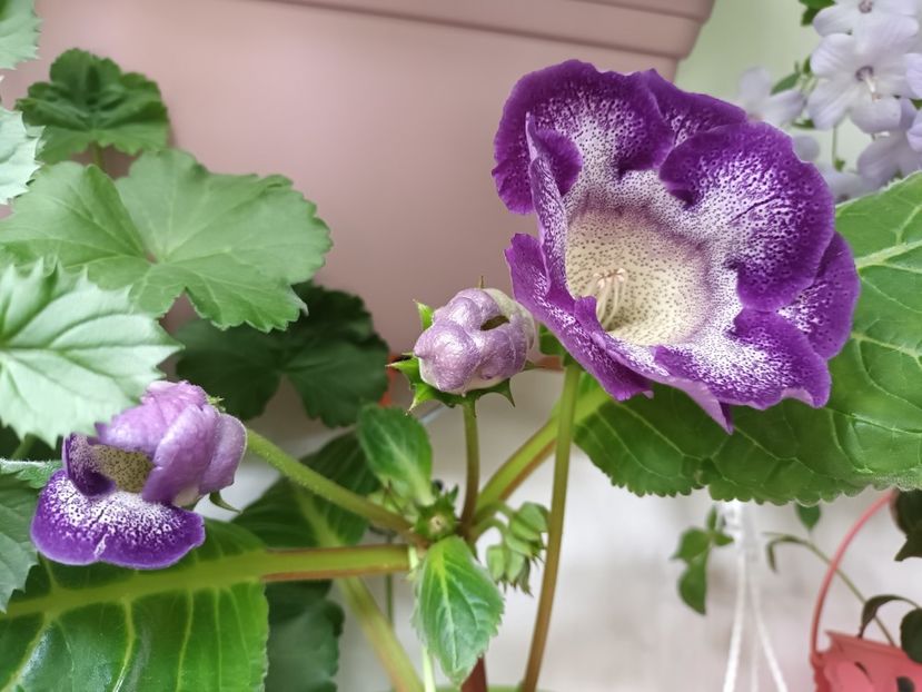 Combinatia de culori pe care o ador! - Bombonelele gloxi