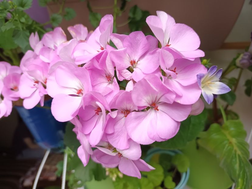 Muscata cu floare la ureche ;) - Vara pe balcon